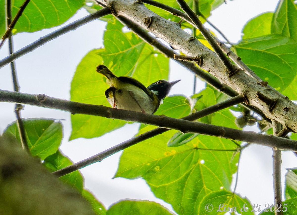 Masked Apalis - ML640617021