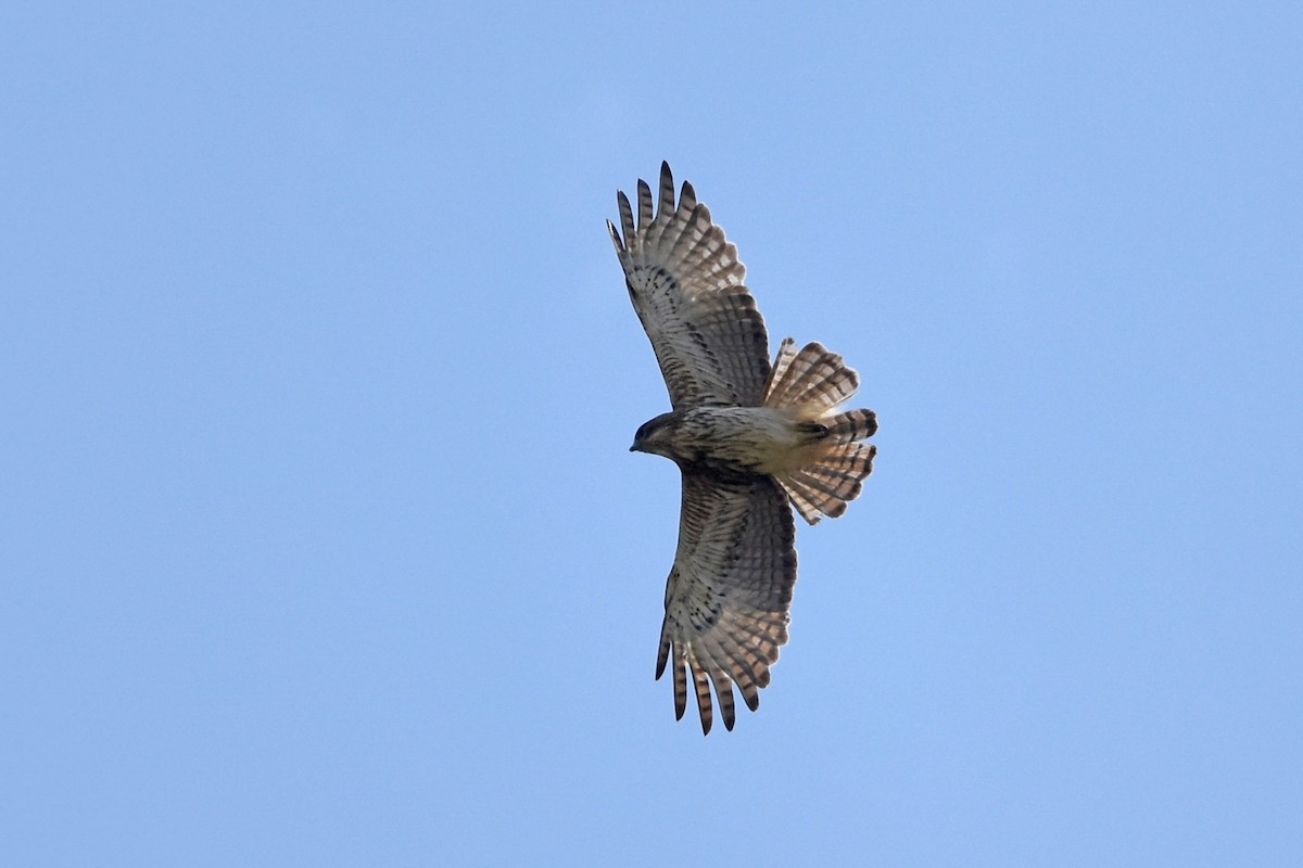 Aigle de Weiske - ML640617030