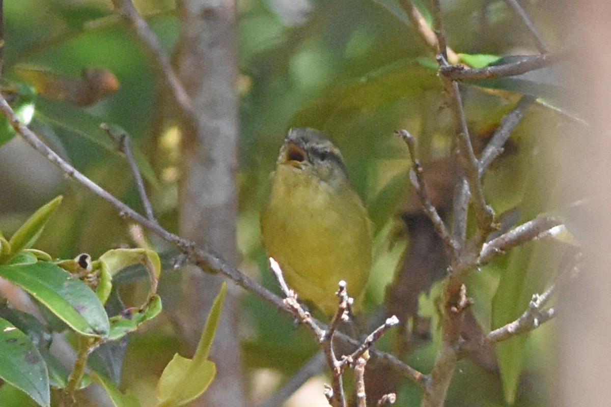 Island Leaf Warbler (New Guinea) - ML640617036