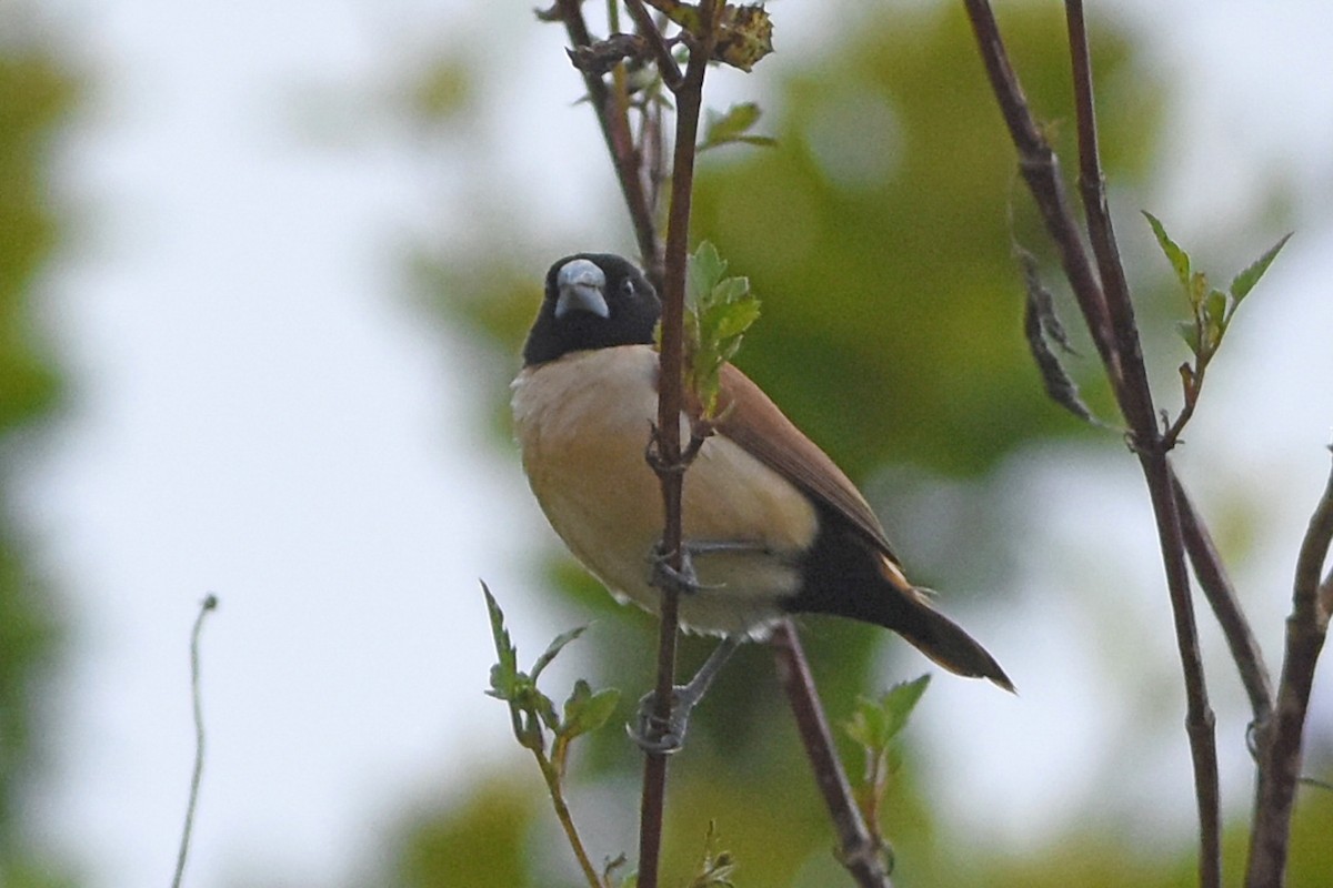 Hooded Munia - ML640617040