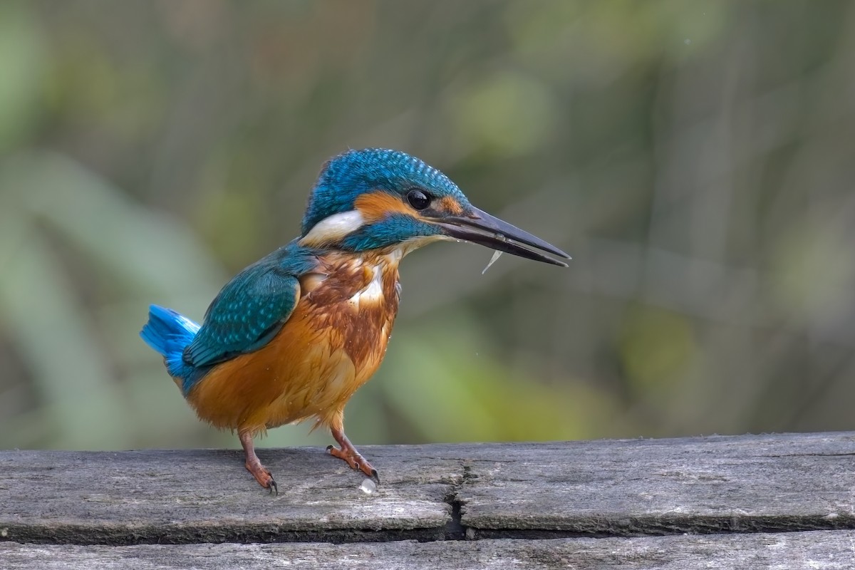 Common Kingfisher - ML640617110