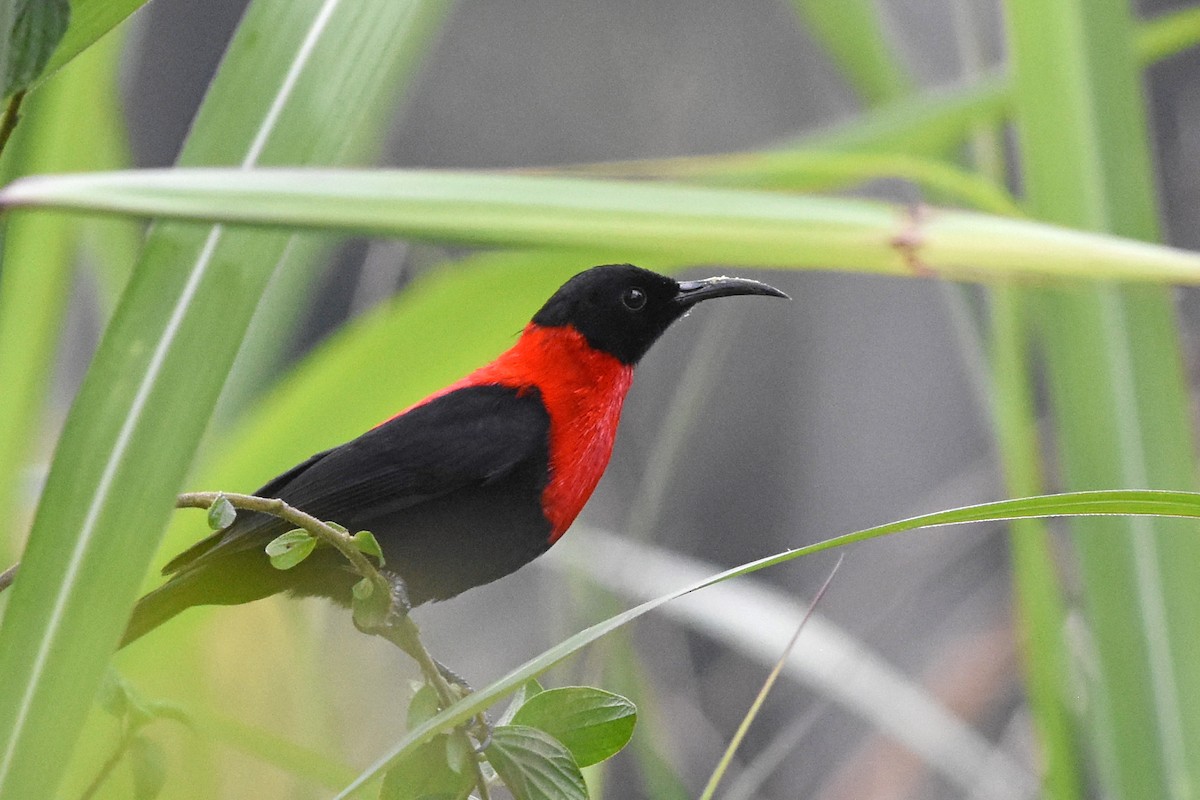 Red-collared Myzomela - ML640617194