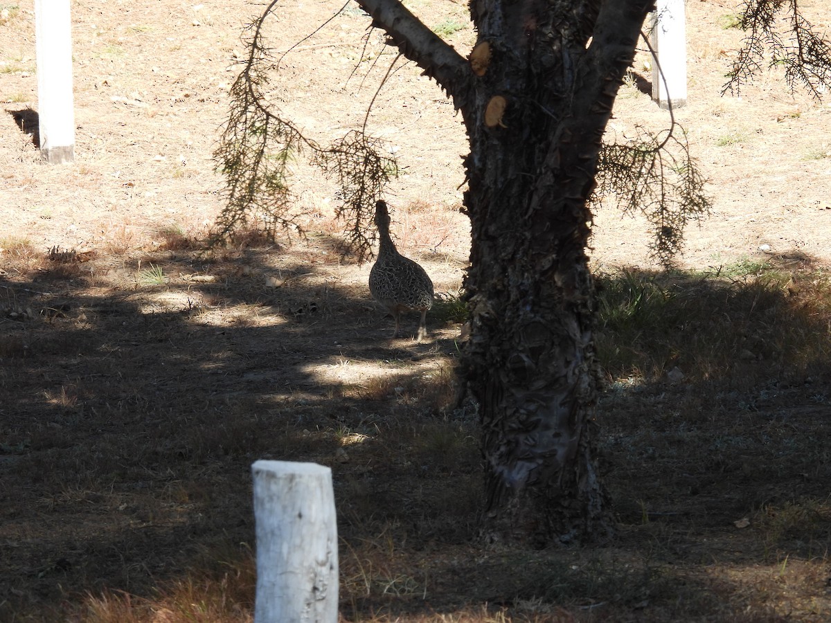 Brushland Tinamou - ML640617206