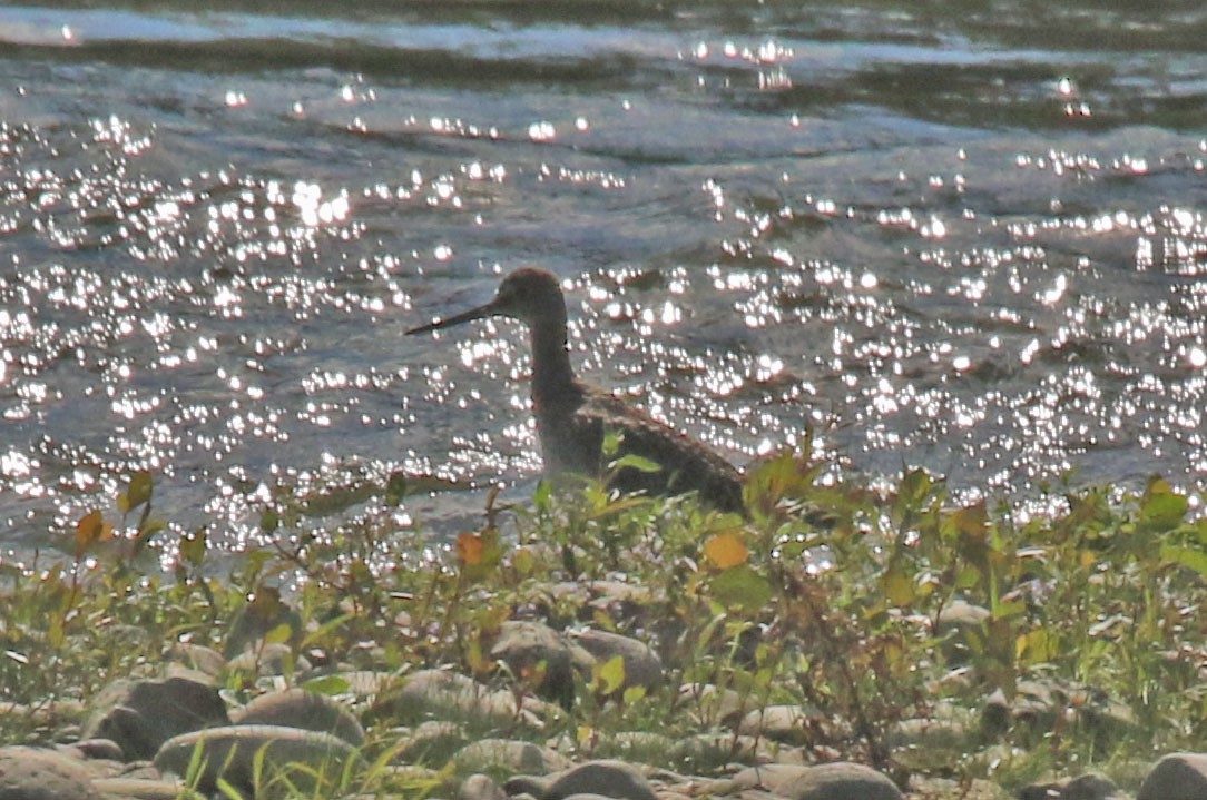 Greater Yellowlegs - ML640617250