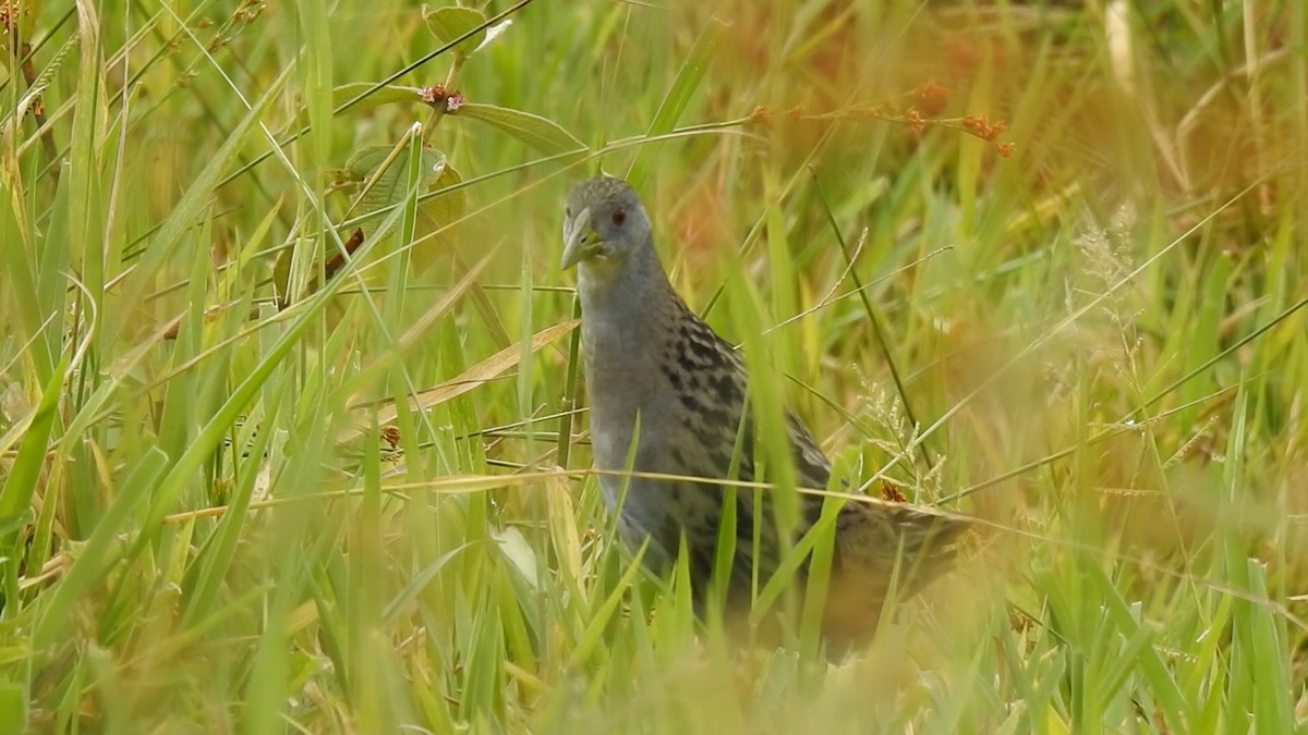 Ash-throated Crake - ML640617257