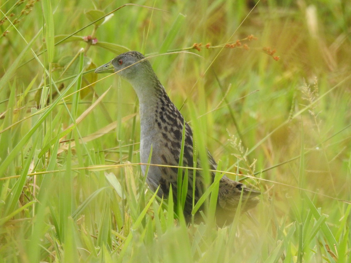 Ash-throated Crake - ML640617278