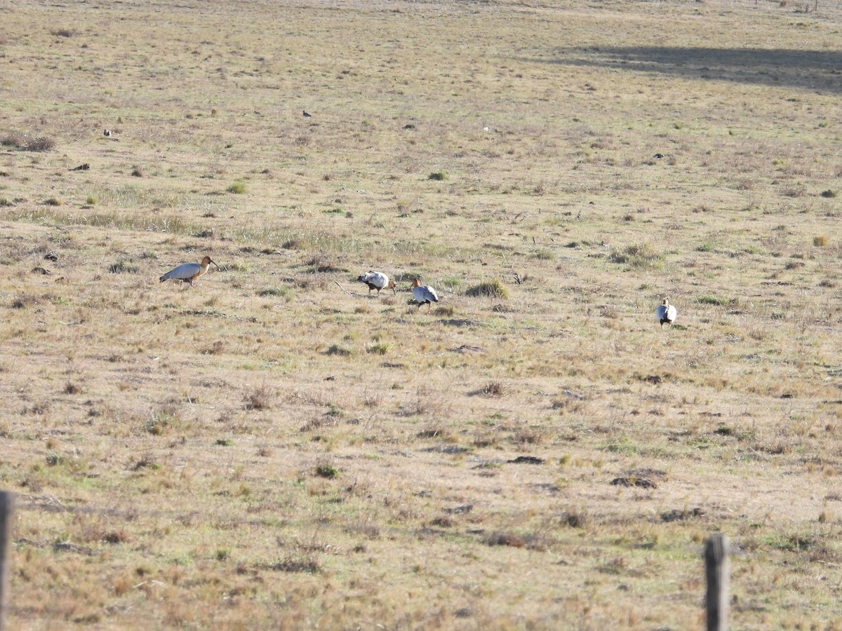 Black-faced Ibis - ML640617320