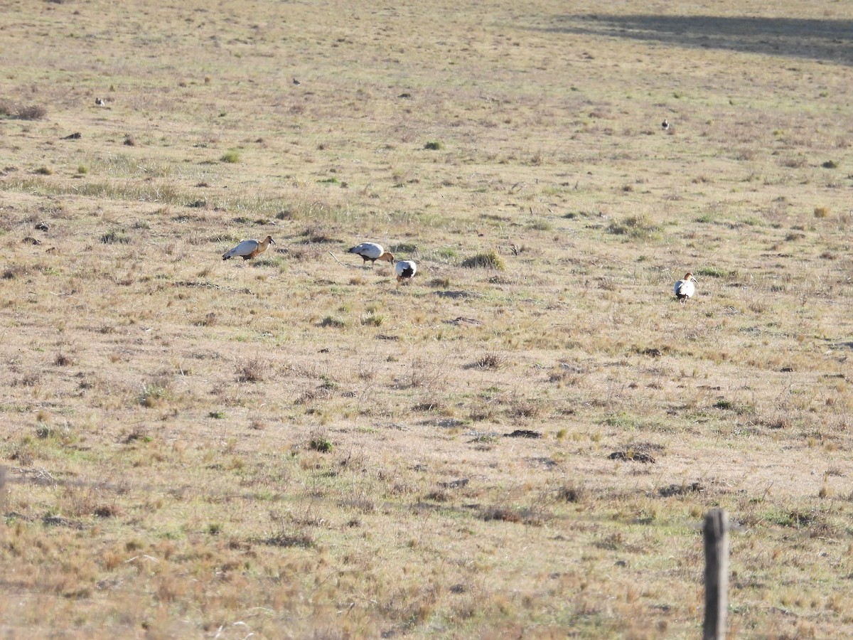 Black-faced Ibis - ML640617321