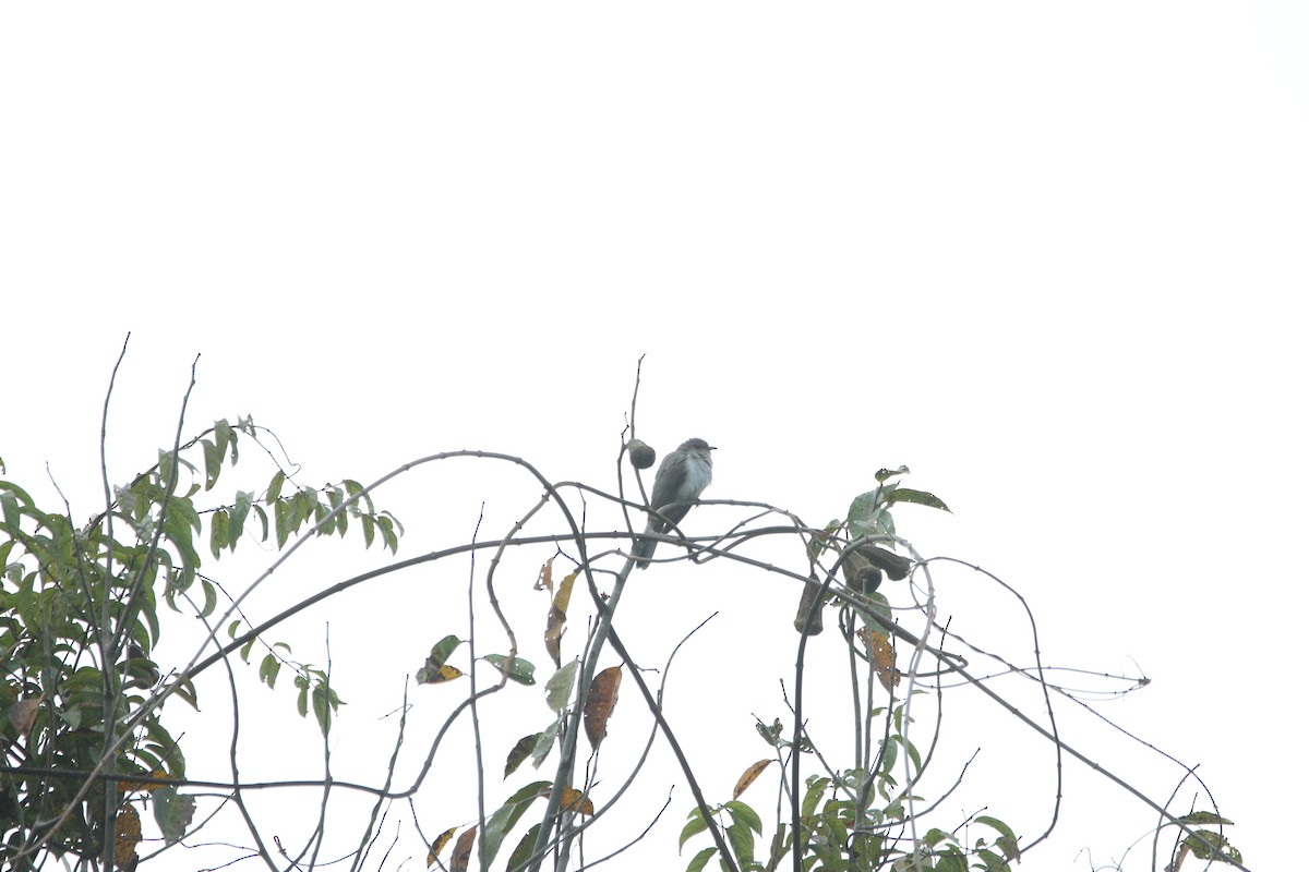 Ash-colored Cuckoo - ML640617392