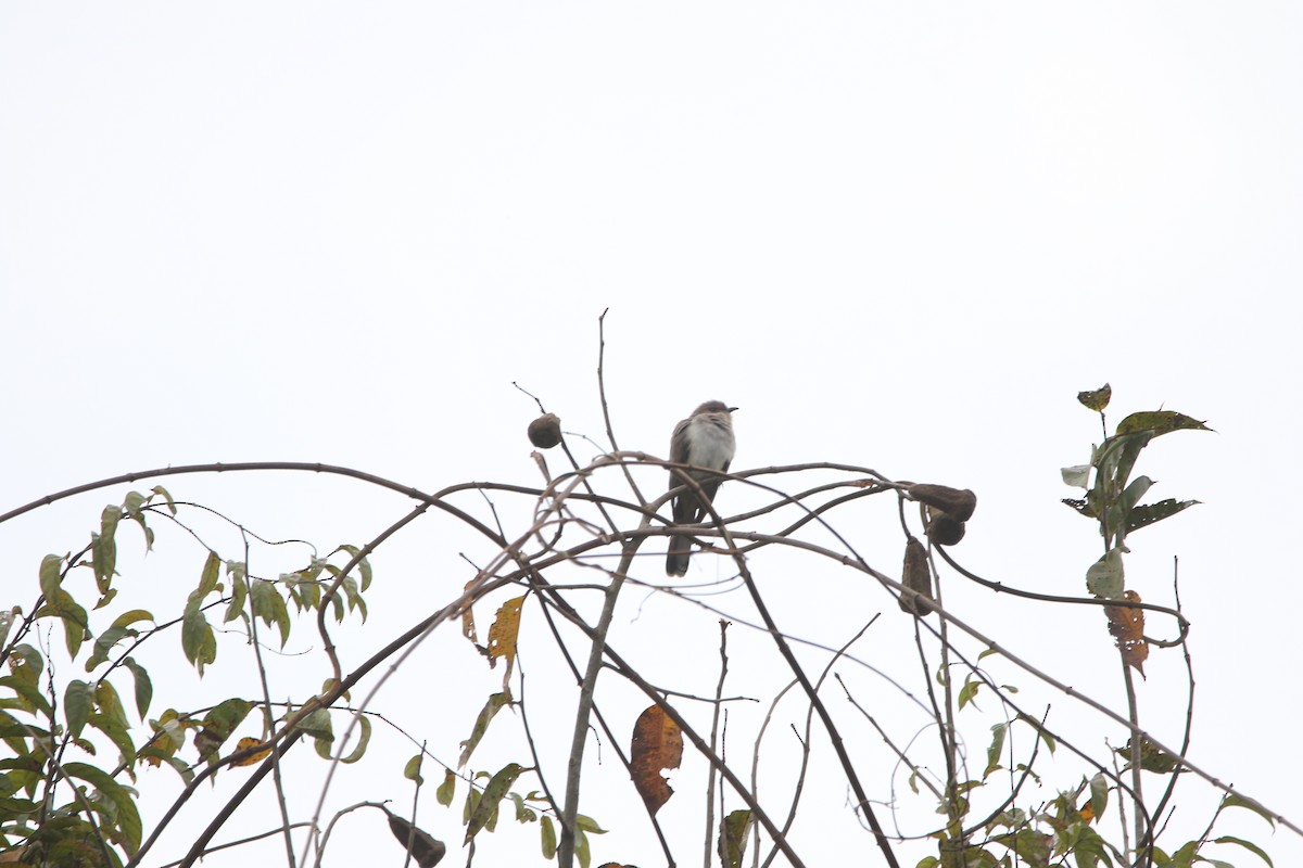 Ash-colored Cuckoo - ML640617393