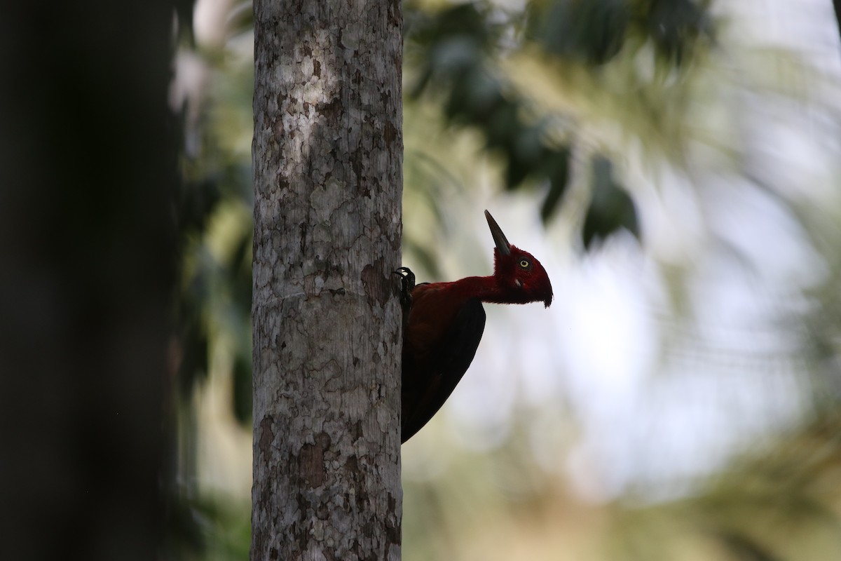 Red-necked Woodpecker - ML640617418