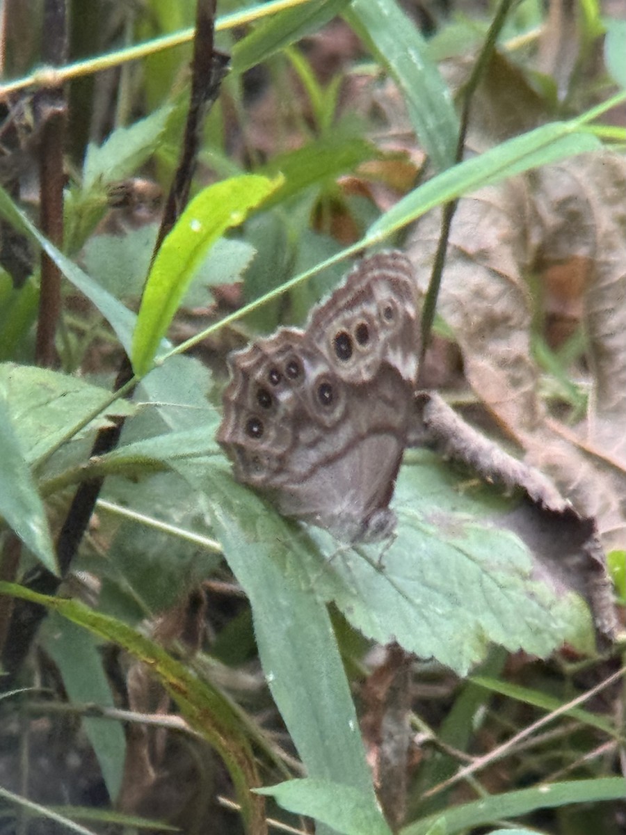 Northern Pearly-eye - ML640617466