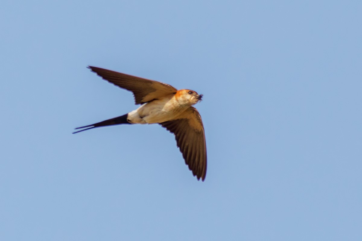 European Red-rumped Swallow - ML640617471