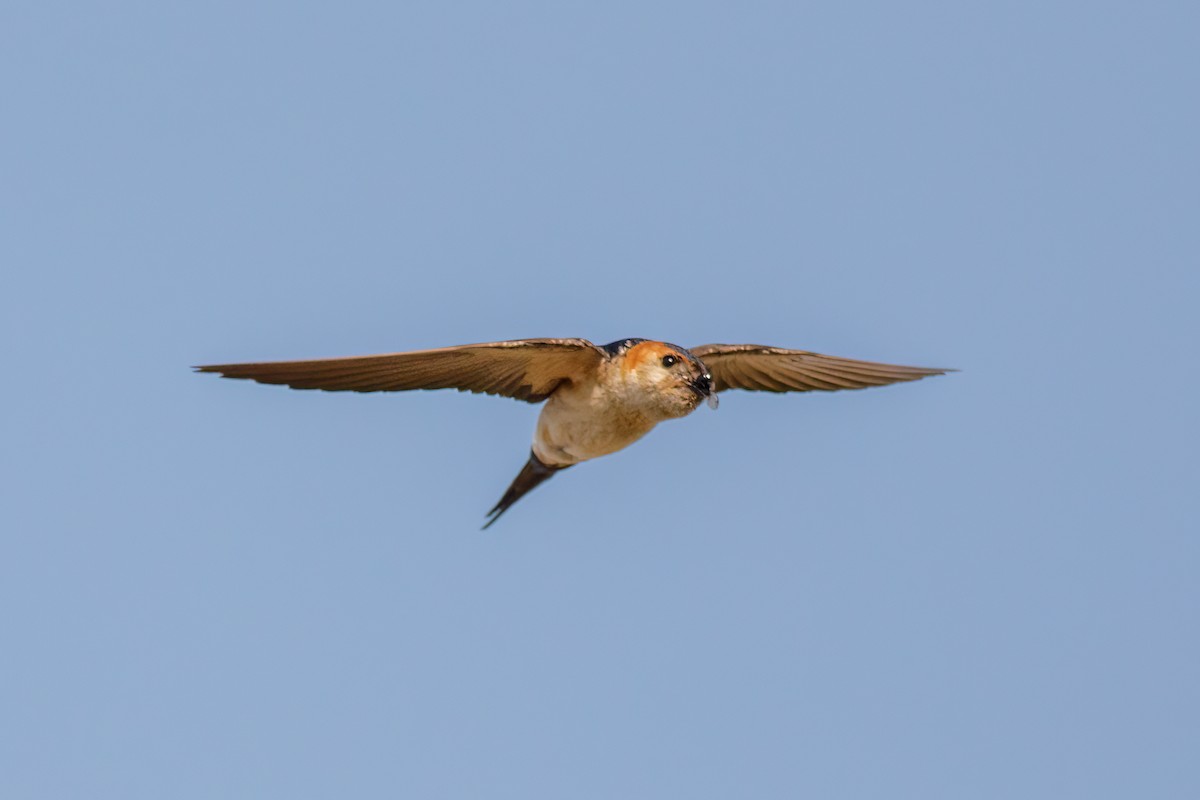 European Red-rumped Swallow - ML640617473