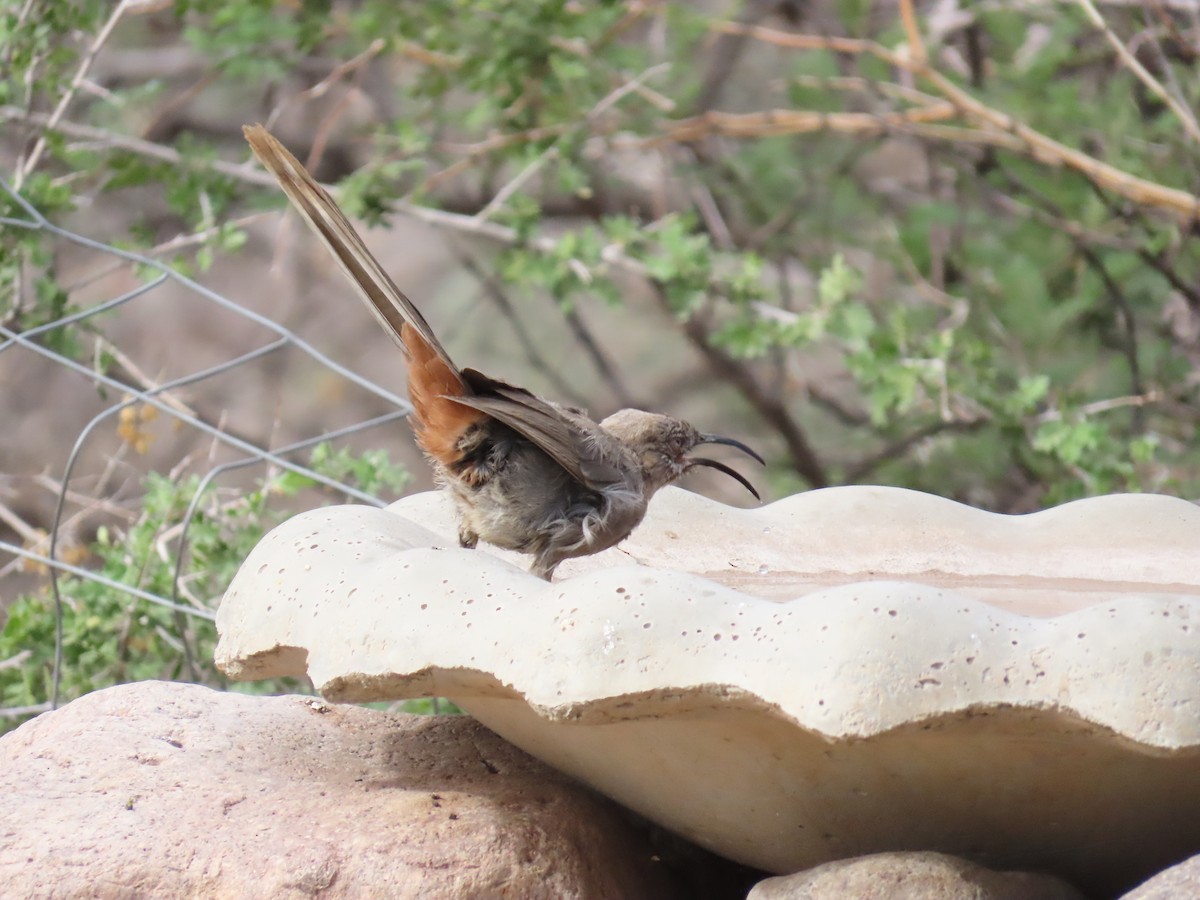 Crissal Thrasher - ML640617616