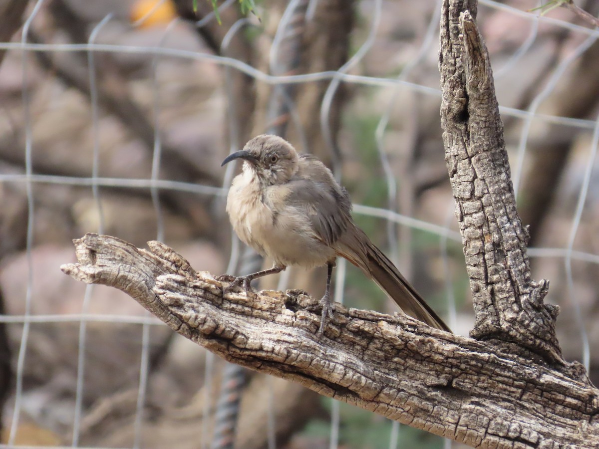 Crissal Thrasher - ML640617617