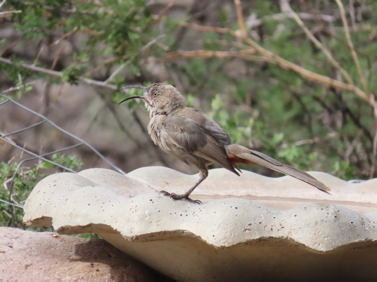Crissal Thrasher - ML640617619