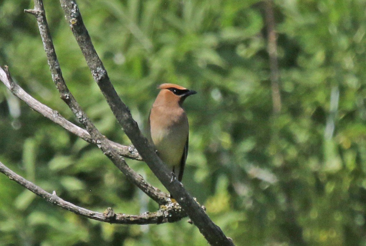 Cedar Waxwing - ML640617631