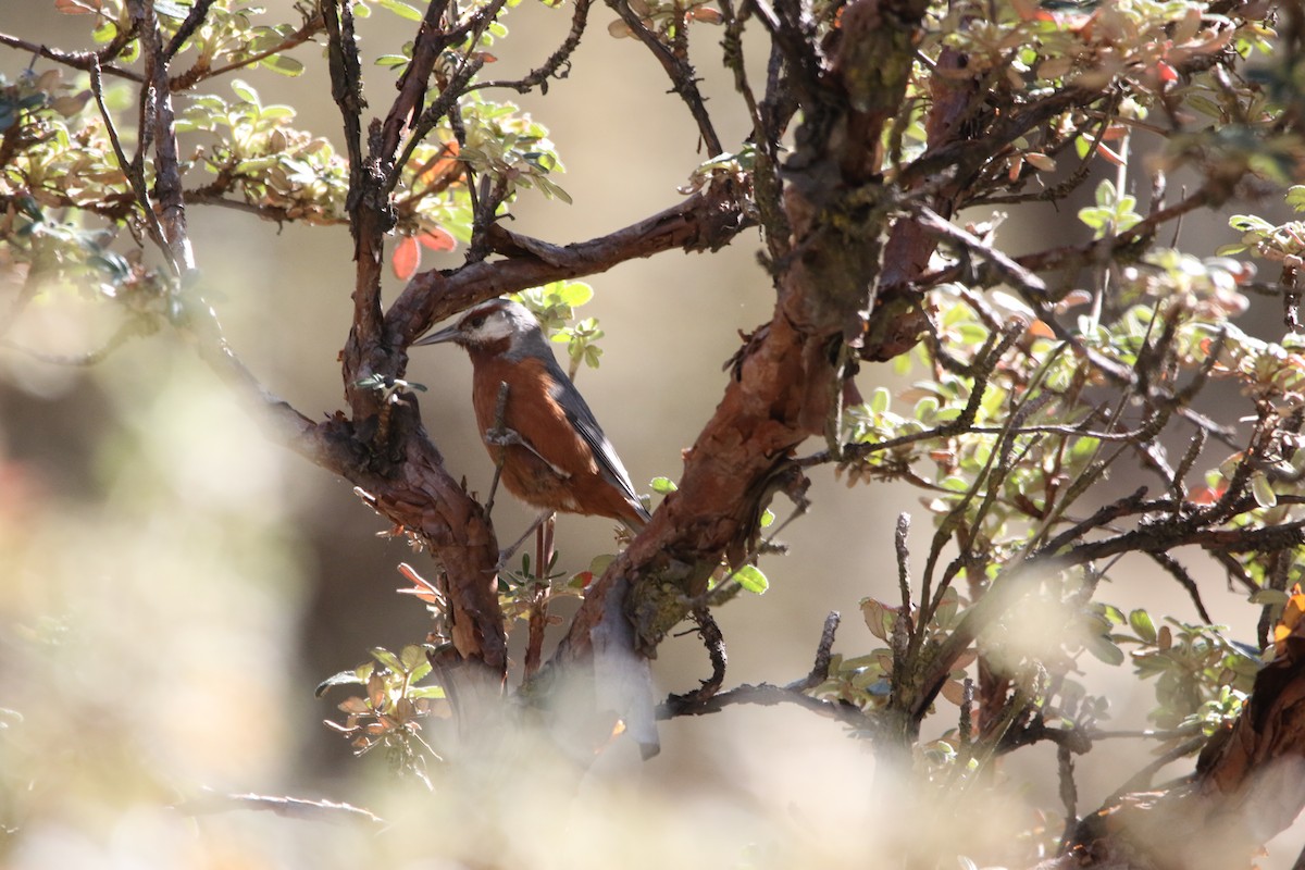 Giant Conebill - ML640617677