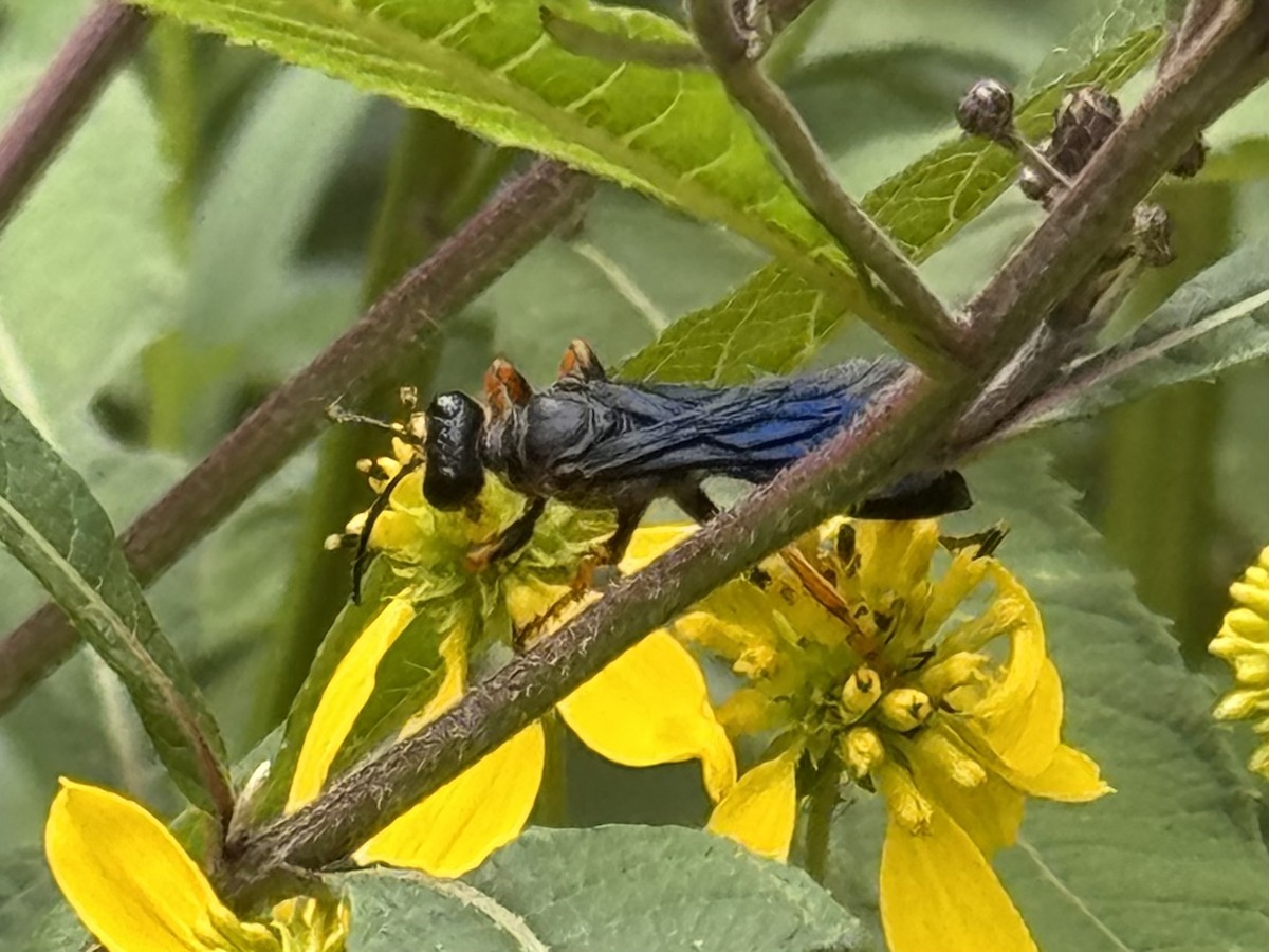 Katydid Wasp - ML640617733