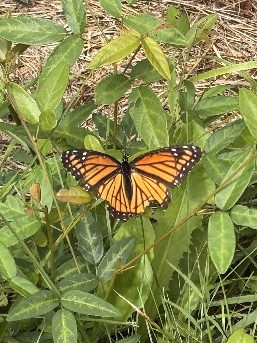 Viceroy - ML640617779