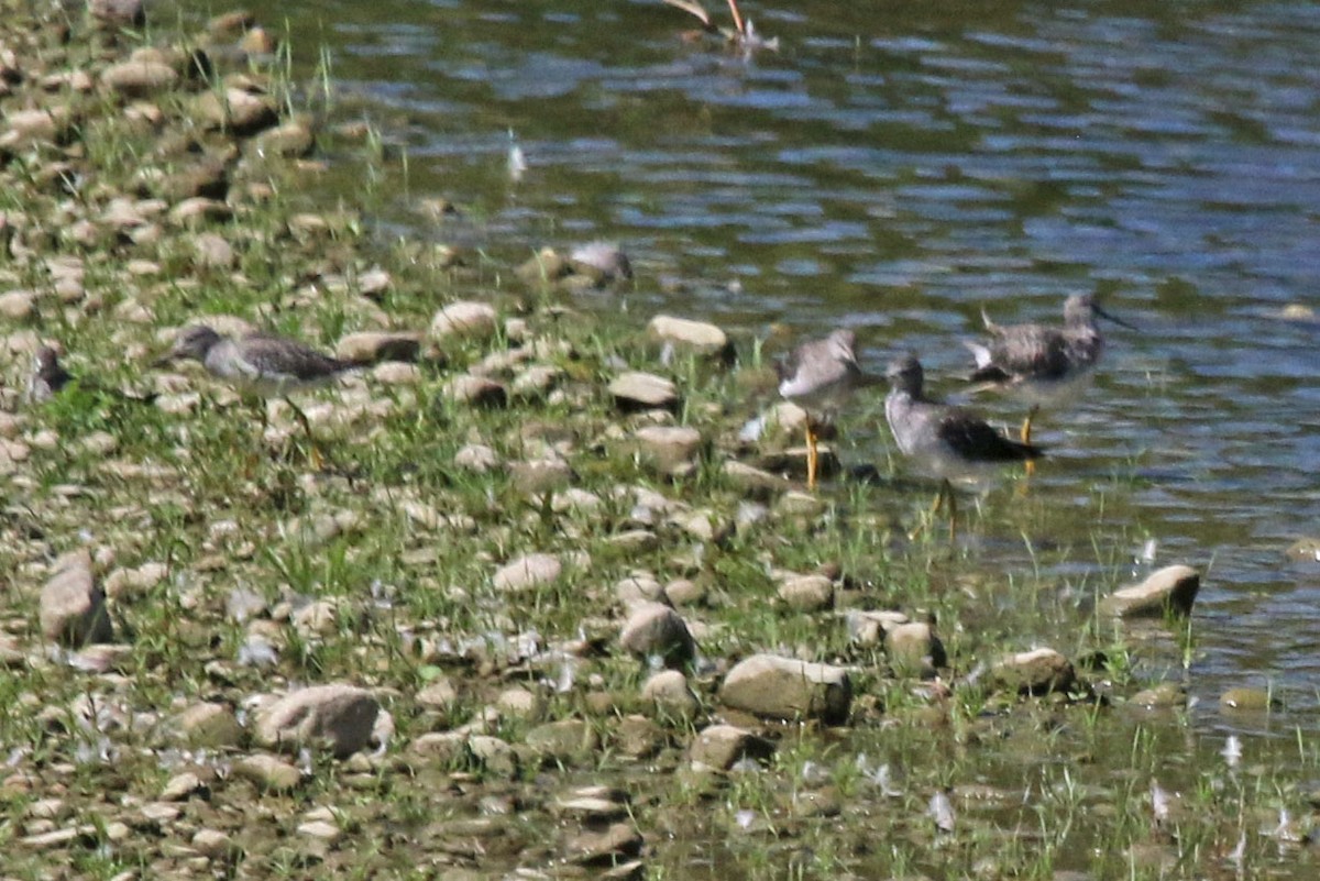 Greater Yellowlegs - ML640617797