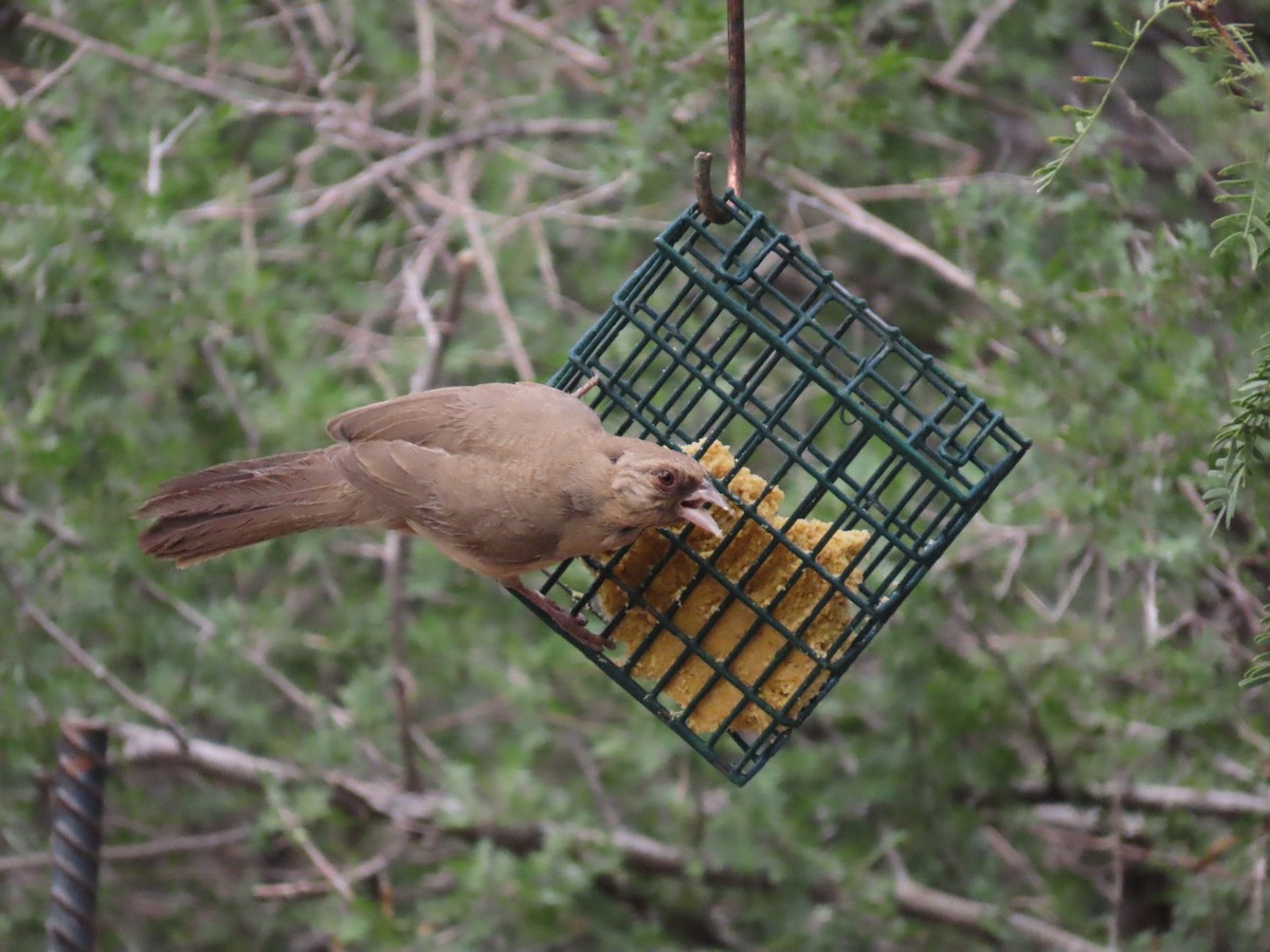 Abert's Towhee - ML640617819