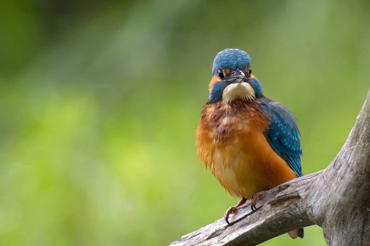 Common Kingfisher - ML640617826