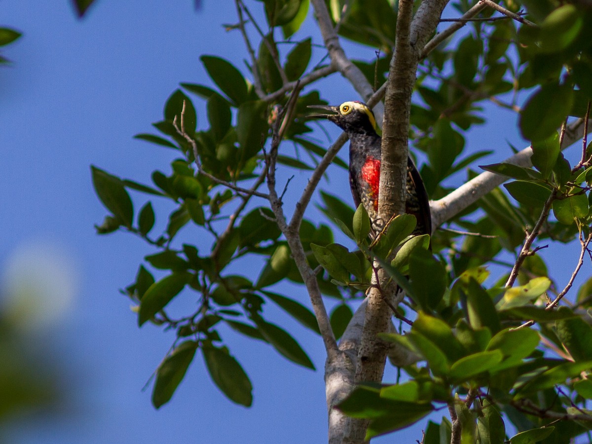 Yellow-tufted Woodpecker - ML640617850