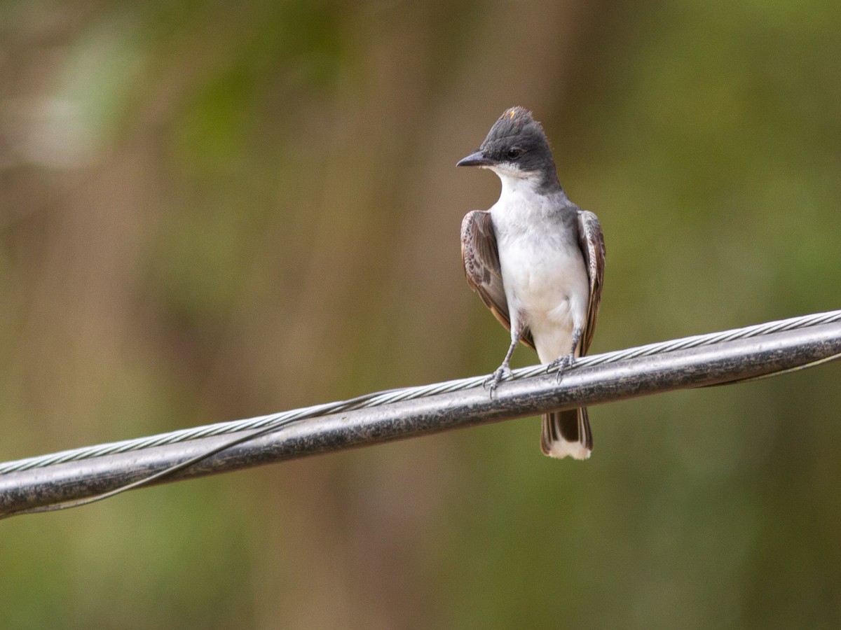 Eastern Kingbird - ML640617858