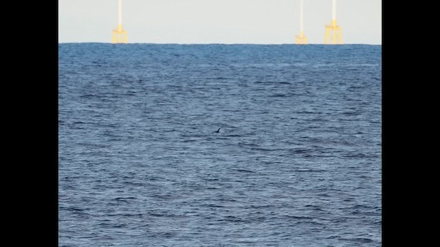 Sooty Shearwater - ML640617875