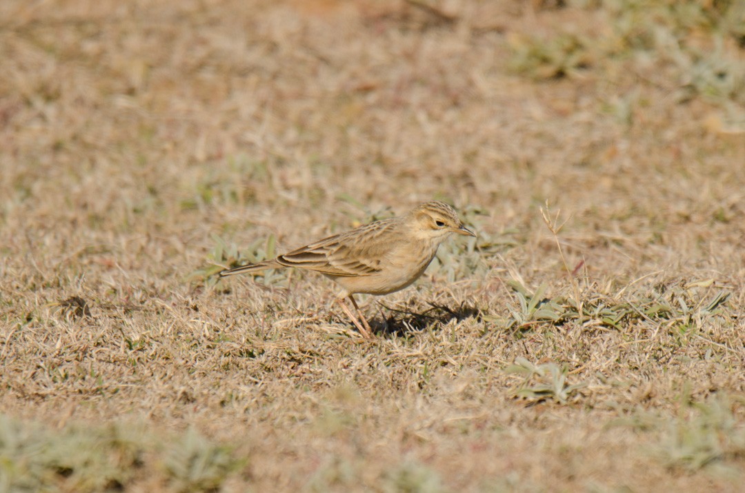 African Pipit (African) - ML640617878