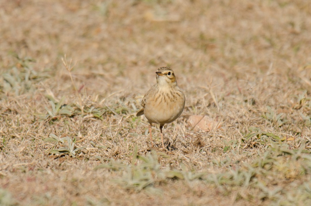 African Pipit (African) - ML640617879