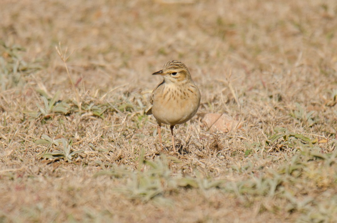 African Pipit (African) - ML640617880