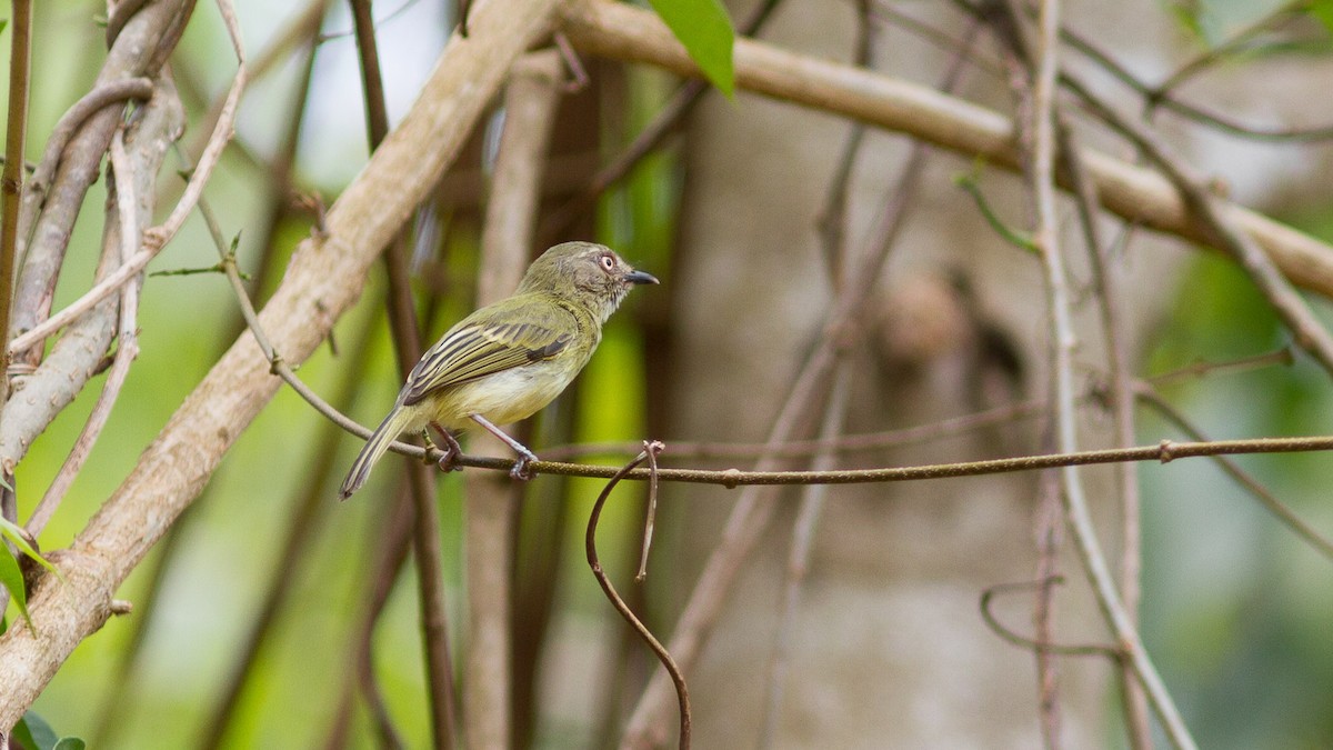 Johannes's Tody-Tyrant - ML640617889