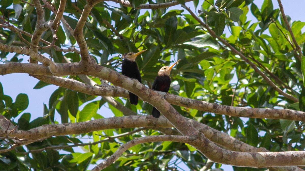 White-throated Jacamar - ML640617895