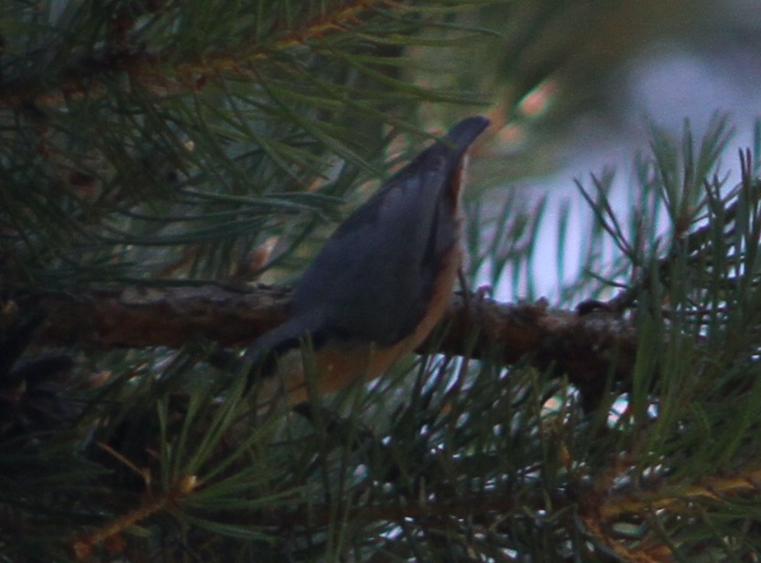 Eurasian Nuthatch (Western) - ML640617966