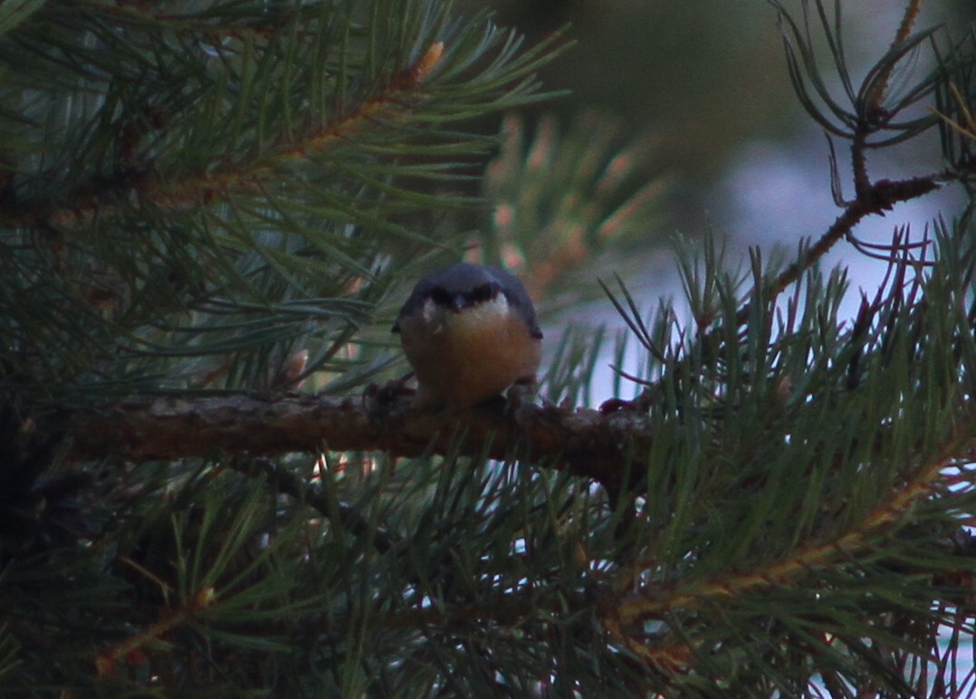 Eurasian Nuthatch (Western) - ML640617973