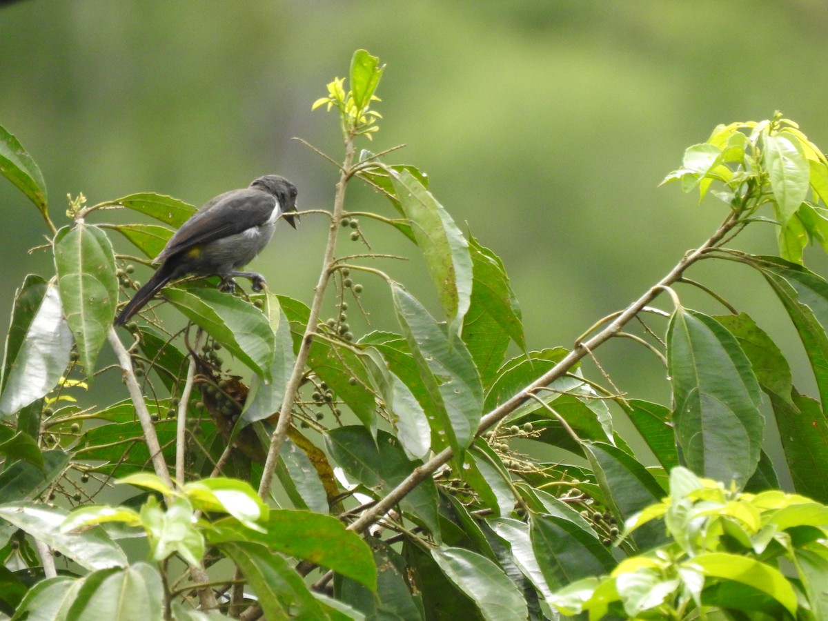 Scarlet-browed Tanager - ML640617997