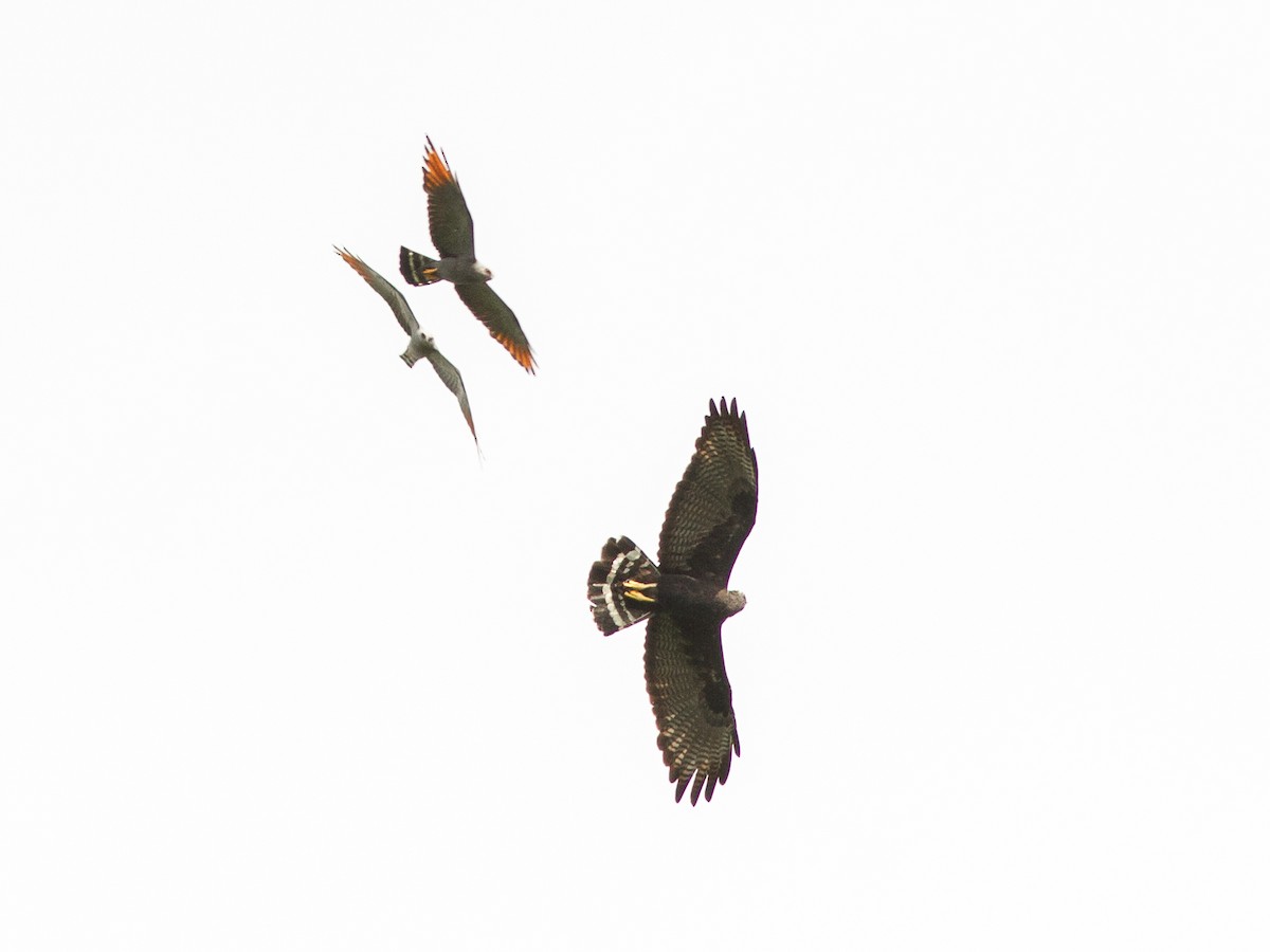 Zone-tailed Hawk - ML640618028