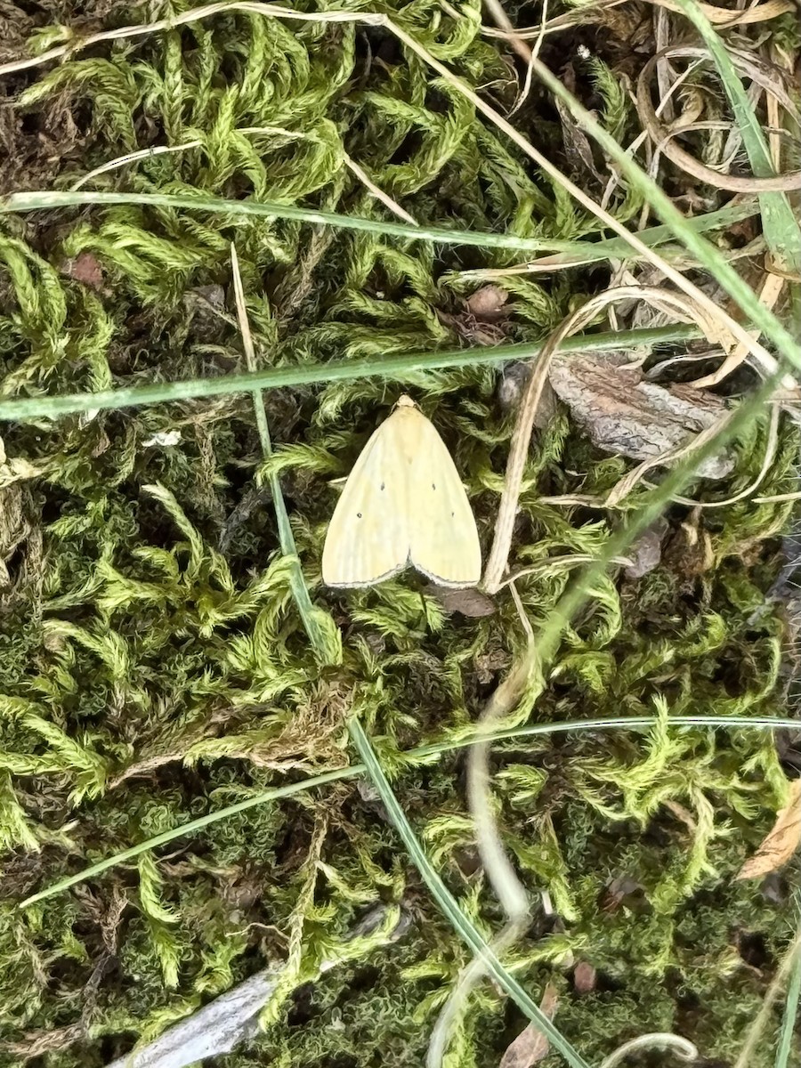 Black-bordered Lemon Moth - ML640618080