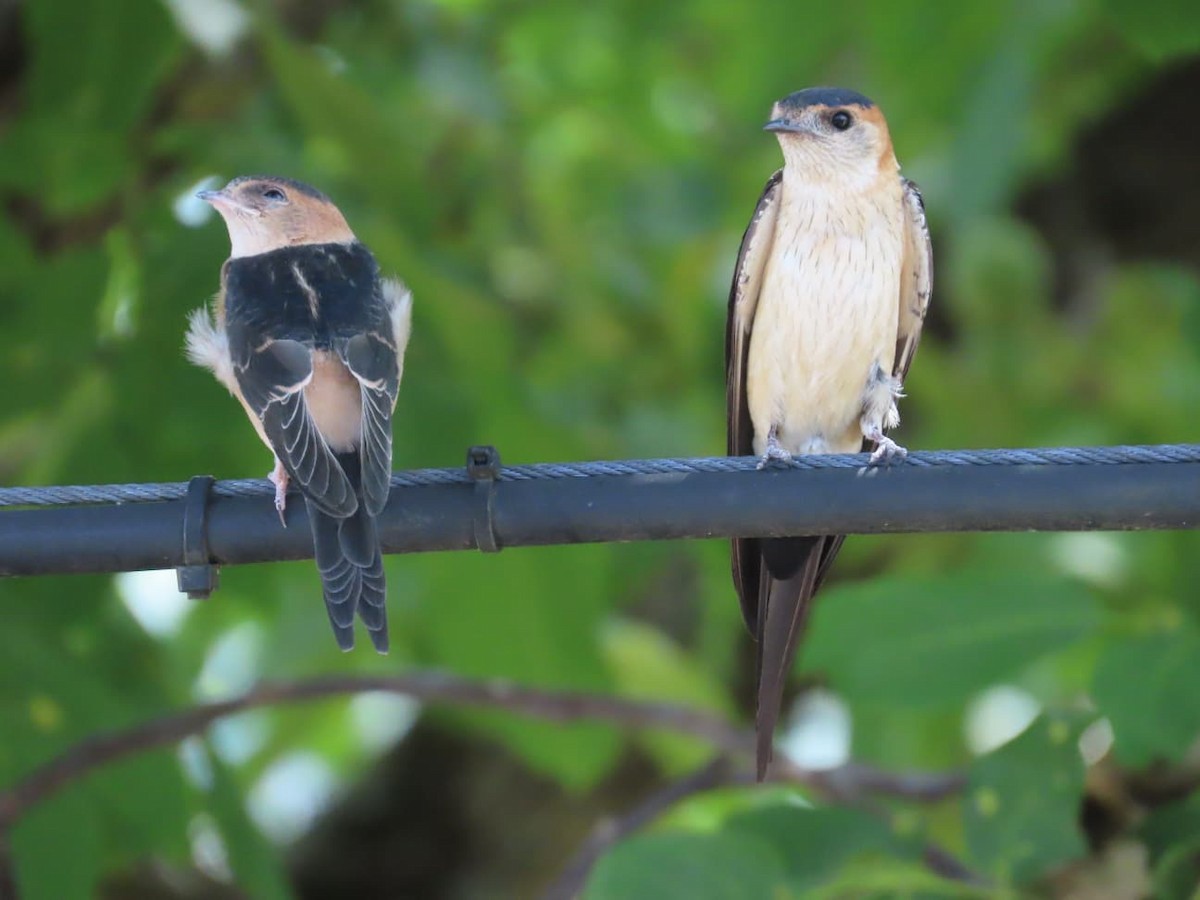 European Red-rumped Swallow - ML640618106