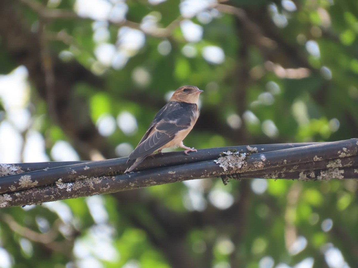 European Red-rumped Swallow - ML640618107