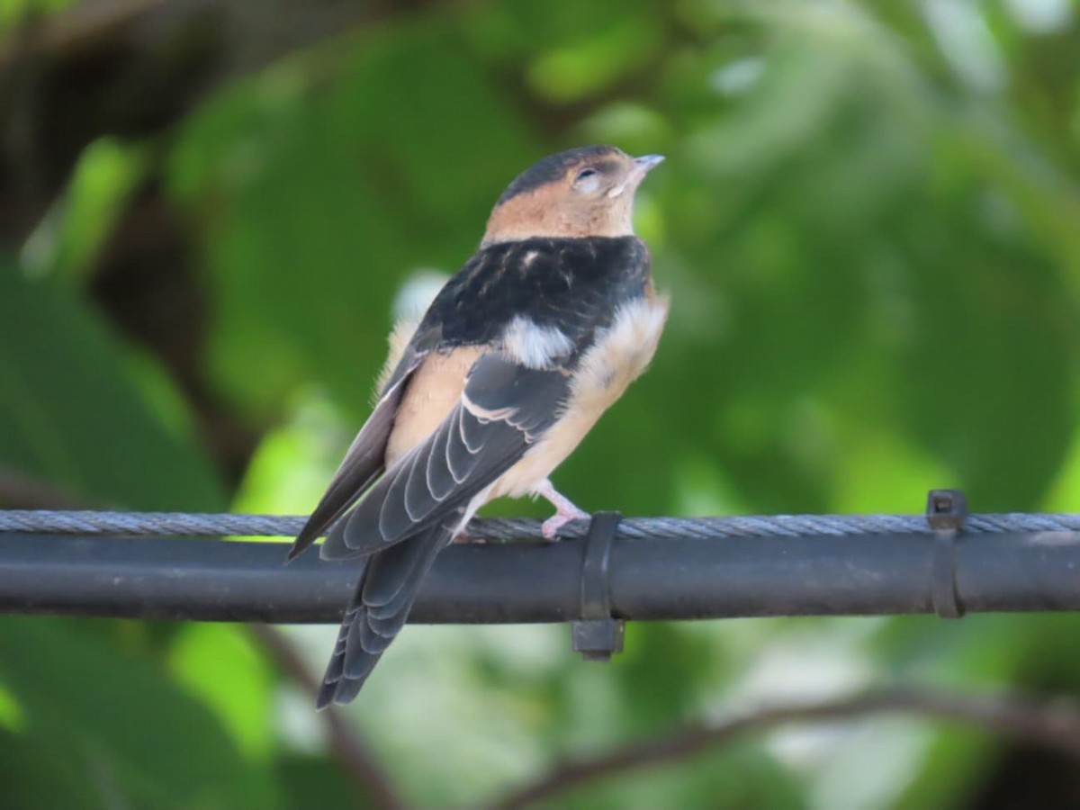 European Red-rumped Swallow - ML640618108