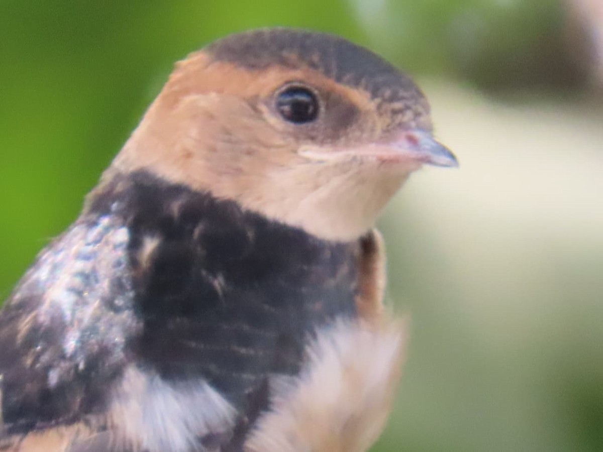 European Red-rumped Swallow - ML640618110