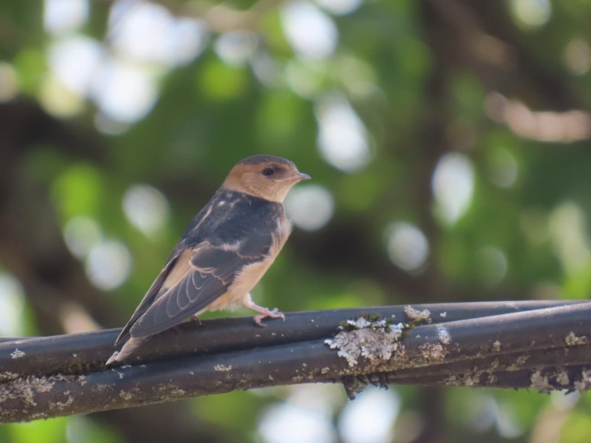 European Red-rumped Swallow - ML640618111