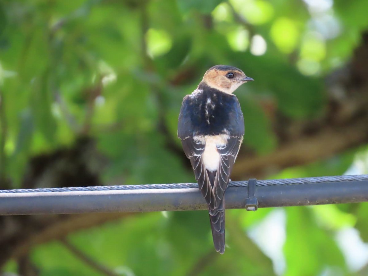 European Red-rumped Swallow - ML640618113