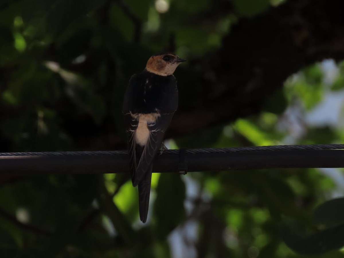 European Red-rumped Swallow - ML640618114