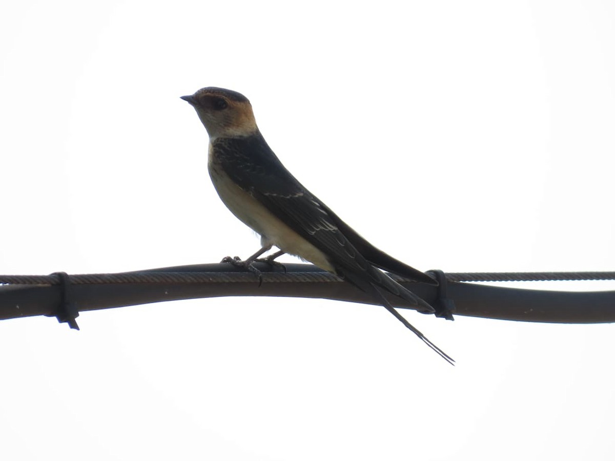 European Red-rumped Swallow - ML640618115