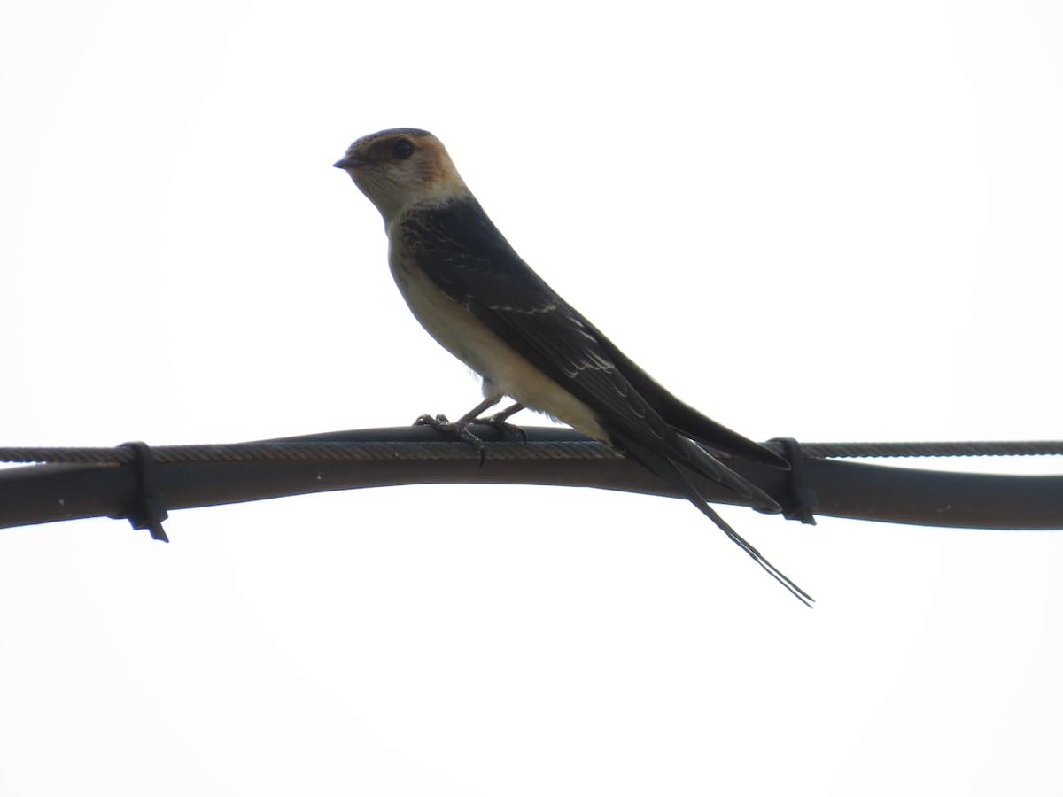 European Red-rumped Swallow - ML640618117